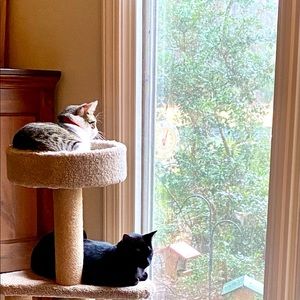 Meet your Posher, Ann marie